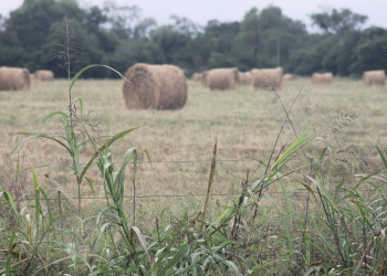 Frente frío ingresa este viernes