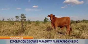 EXPORTACIÓN DE CARNE PARAGUAYA AL MERCADO CHILENO
