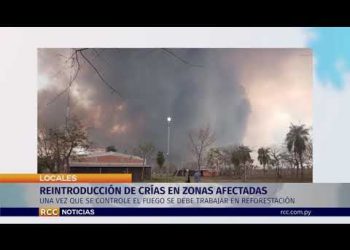 Proponen trabajar en reintroducción de crías en zonas afectadas por incendio